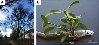 Advances on the Visualization of the Internal Structures of the European Mistletoe: 3D Reconstruction Using Microtomography